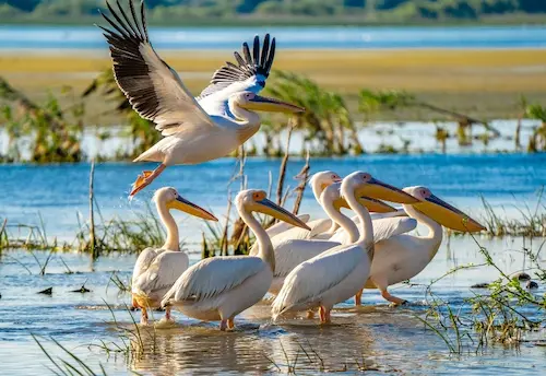 Delta: opriri scurte, timp pentru relaxare